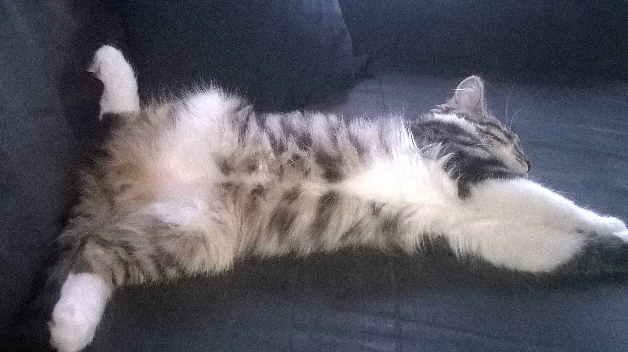 Elzo participe au concours pour gagner de l'argent avec cette photo : carnivore, cat, claw, comfort, domestic_short_haired_cat, eye, felidae, foot, fur, grey, nap, paw, plant, sleep, small_to_medium_sized_cats, snout, tail, terrestrial_animal, whiskers