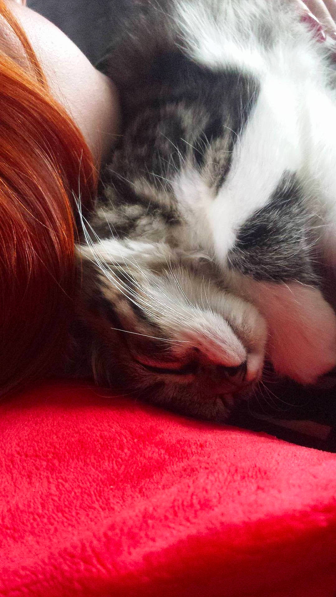 Elzo a rejoint le concours — aidez-le/la à gagner de superbes lots ! carmine, carnivore, cat, claw, cloud, comfort, domestic_short_haired_cat, felidae, flooring, foot, fur, human_leg, nap, paw, sky, small_to_medium_sized_cats, snout, tail, whiskers, wood