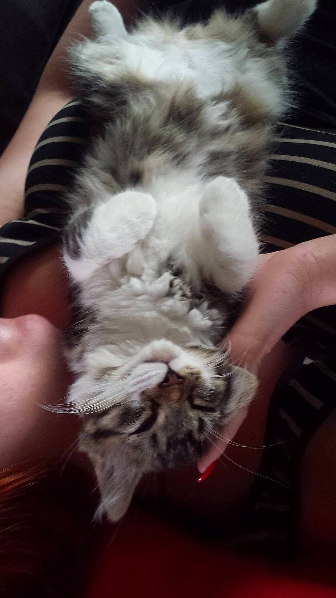 Elzo participe au concours pour gagner de l'argent avec cette photo : canidae, carnivore, cat, comfort, companion_dog, dog_breed, domestic_short_haired_cat, fawn, feather, felidae, fur, gesture, nail, nap, paw, small_to_medium_sized_cats, snout, sporting_group, tail, whiskers