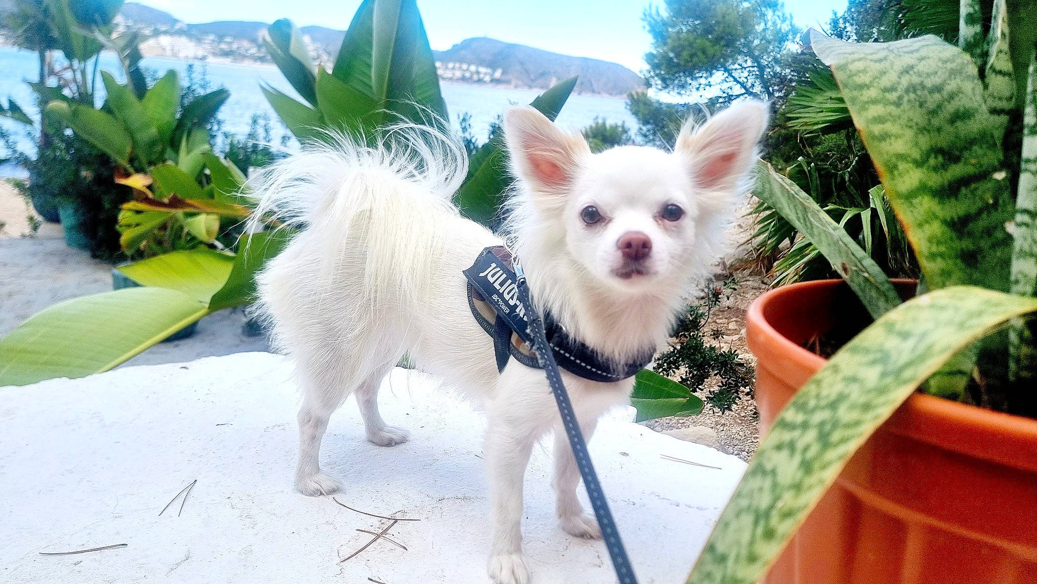 Dalida participe au concours pour gagner de l'argent avec cette photo : canidae, carnivore, chihuahua, companion_dog, dog, dog_breed, dog_supply, fawn, flowerpot, fur, grass, palm_tree, plant, sky, sporting_group, terrestrial_plant, toy_dog, tree, whiskers, working_animal