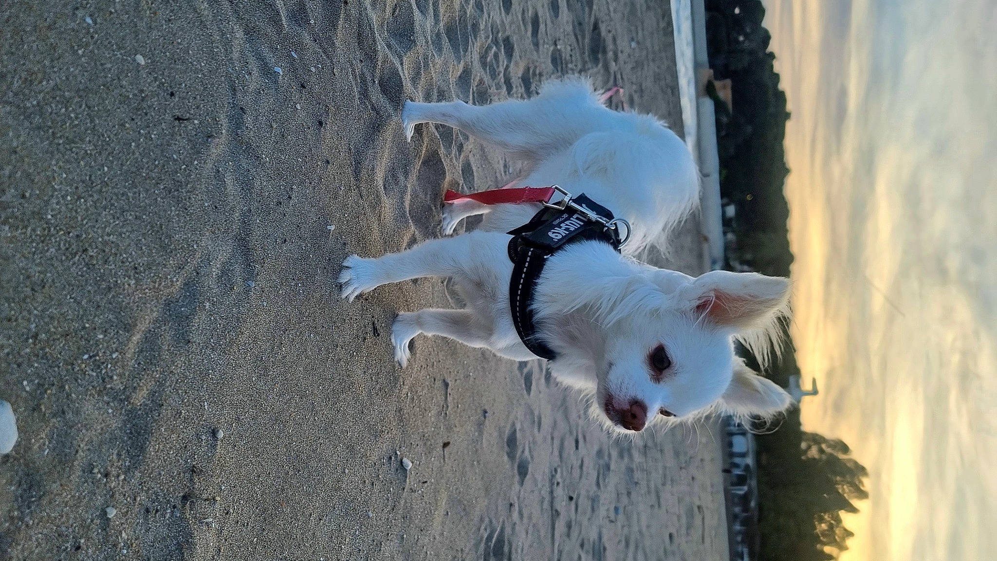 Dalida participe au concours pour gagner de l'argent avec cette photo : canidae, carnivore, collar, companion_dog, dog, dog_breed, dog_supply, fur, non_sporting_group, sand, shadow, soil, sporting_group, tail, water, winter