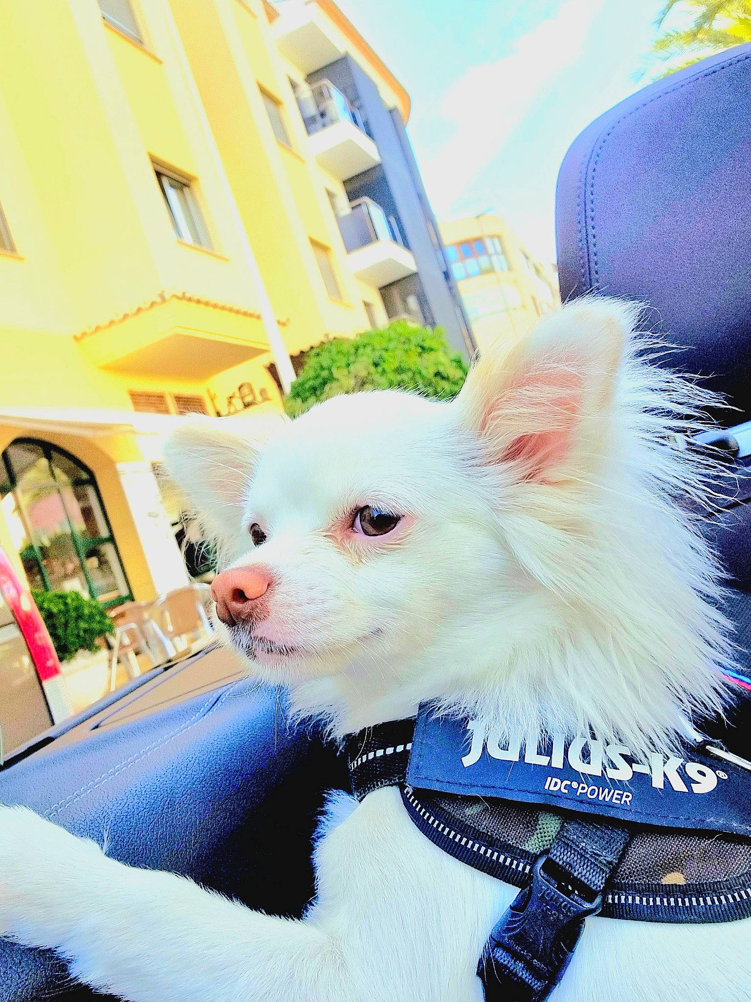 Dalida participe au concours pour gagner de l'argent avec cette photo : building, carnivore, collar, companion_dog, dog, dog_breed, dog_clothes, dog_supply, electric_blue, fawn, fur, happy, plant, sky, snout, sporting_group, tail, toy_dog, whiskers, window