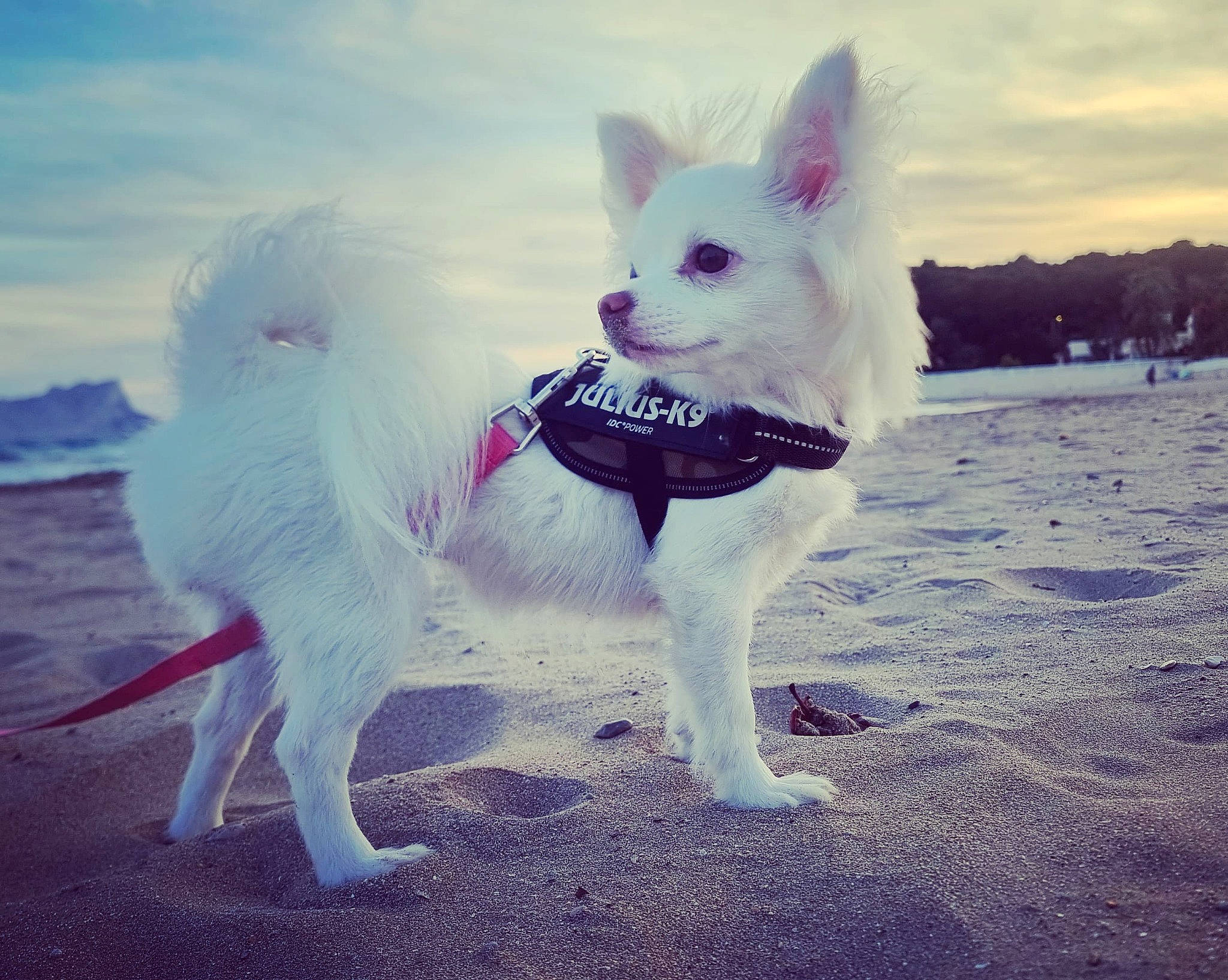 Dalida a rejoint le concours — aidez-le/la à gagner de superbes lots ! canidae, carnivore, cloud, collar, companion_dog, dog, dog_breed, dog_collar, dog_supply, fawn, fur, happy, meteorological_phenomenon, sky, snout, sporting_group, tail, toy_dog, water, working_animal