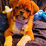 Bronze is registered to the contest to win money with this photo: animal, bell, blanket, blue_toy, brown_coat, close_up, collar, cute, dog, domestic, fur, indoor, laying_down, pet, playful, puppy, small, tag, toy, white_paws