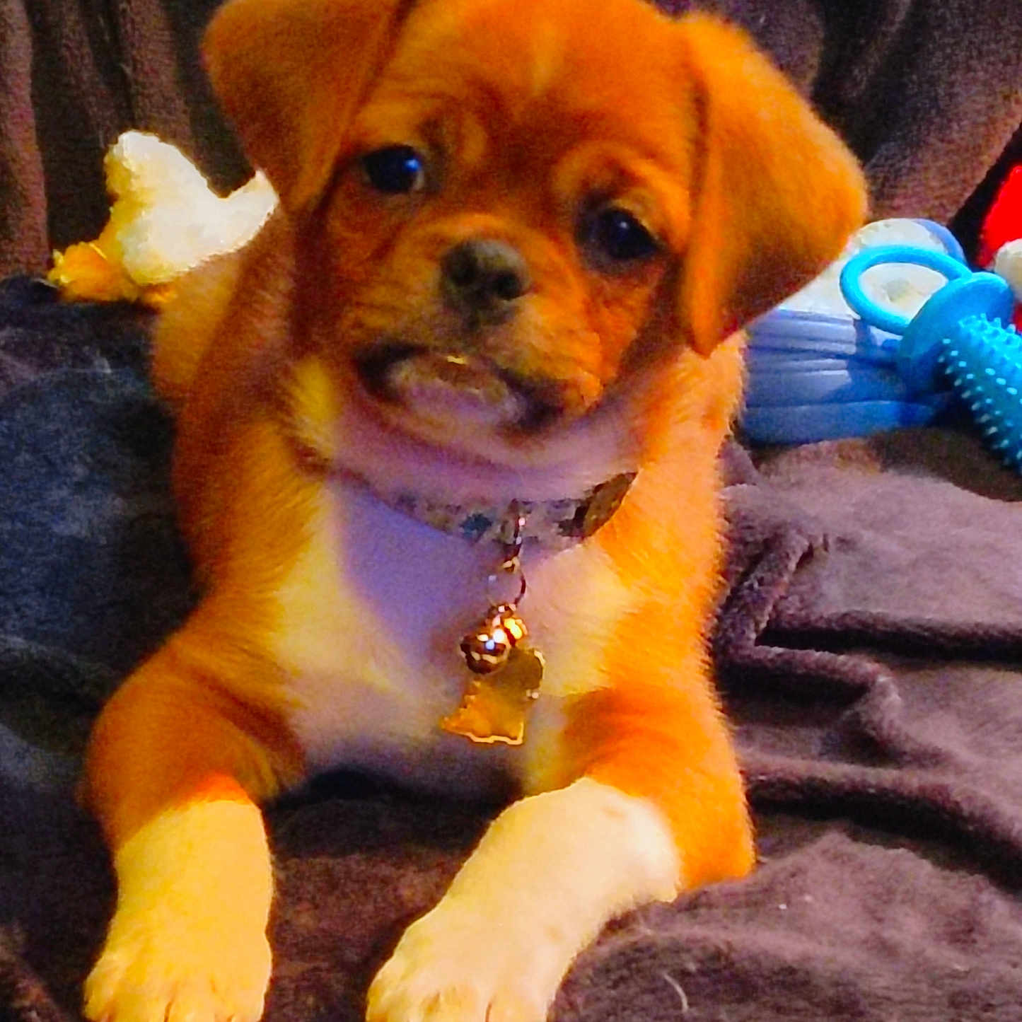 Bronze is registered to the contest to win money with this photo: animal, bell, blanket, blue_toy, brown_coat, close_up, collar, cute, dog, domestic, fur, indoor, laying_down, pet, playful, puppy, small, tag, toy, white_paws