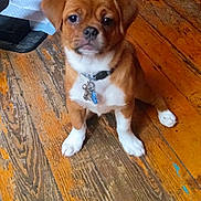 Bronze joined the competition — help win amazing prizes! adorable, animal, brown, canine, collar, cute, dog, domestic_animal, floor, fur, indoor, looking_up, pet, puppy, sitting, small_dog, tags, white, wooden_floor, young_dog