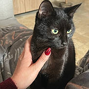 Moon a rejoint le concours — aidez-le/la à gagner de superbes lots ! black_cat, blanket, bokeh, cat, christmas_tree, close_up, couch, festive, fur, green_eyes, hand, human_hand, indoor, living_room, manicure, ornament, pet, portrait, red_nails, whiskers