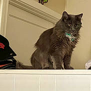 Oliver is registered to the contest to win money with this photo: cat, gray_cat, pet, indoor, feline, collar, butterfly_decoration, wall, ledges, fur, animal, mammal, whiskers, ears, tail, close_up, looking, serious_expression, domestic_cat, household