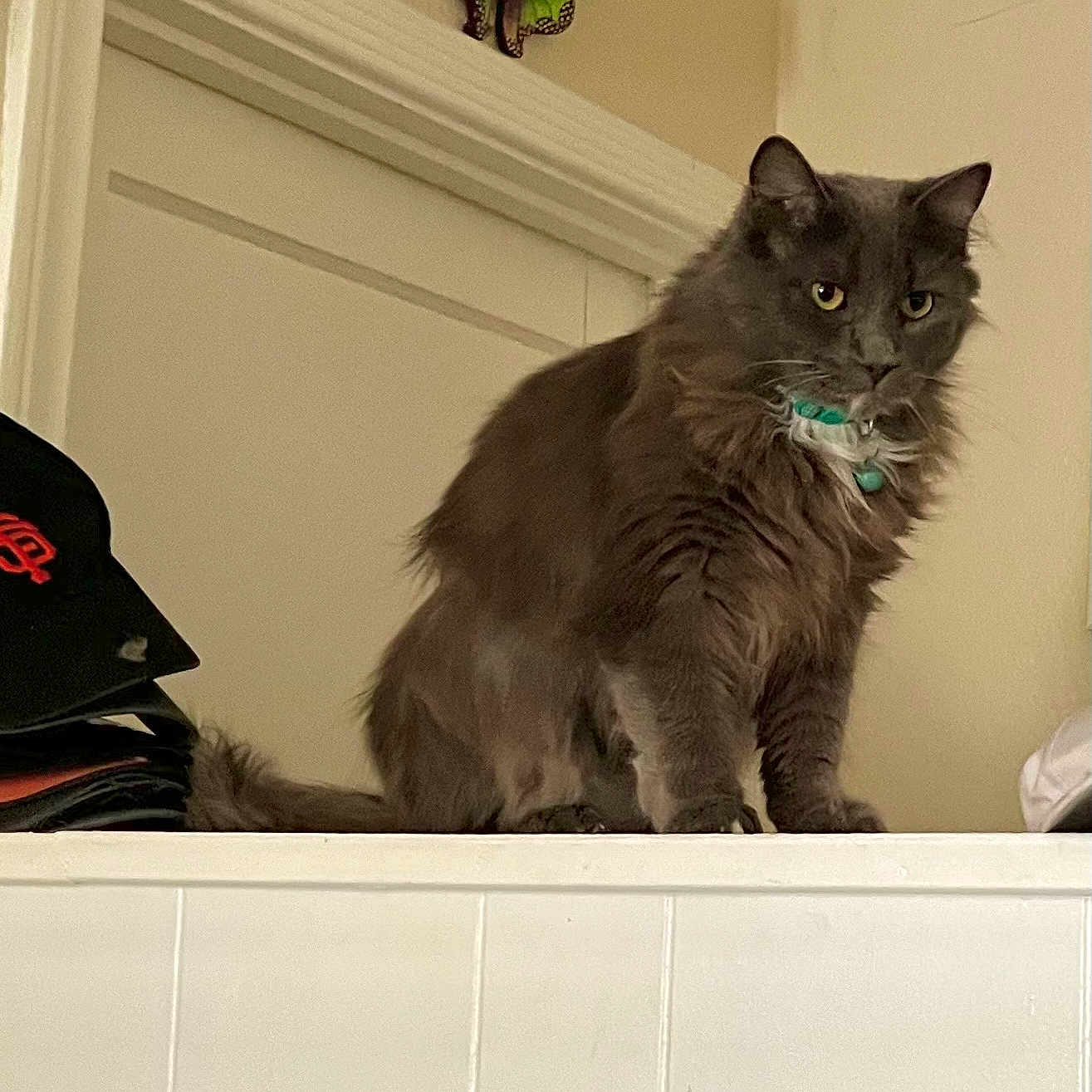 Oliver is registered to the contest to win money with this photo: cat, gray_cat, pet, indoor, feline, collar, butterfly_decoration, wall, ledges, fur, animal, mammal, whiskers, ears, tail, close_up, looking, serious_expression, domestic_cat, household