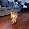 Oliver joined the competition — help win amazing prizes! cat, fluffy_cat, yellow_eyes, wooden_floor, living_room, couch, cushion, furniture, pet, indoor, domestic_animal, fur, floor, home, cozy, animal, cute, mammal, eyes, standing