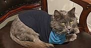 Oliver is registered to the contest to win money with this photo: cat, gray_cat, feline, pet, animal, shirt, clothing, chair, leather_chair, wooden_armrest, indoor, resting, fur, yellow_eyes, domestic_animal, cute, cozy, portrait, calm, relaxed