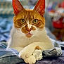 cat, orange_cat, white_cat, pet, animal, feline, whiskers, ears, paws, fur, bed, blanket, indoor, closeup, portrait, relaxed, cute, domestic_cat, resting, looking