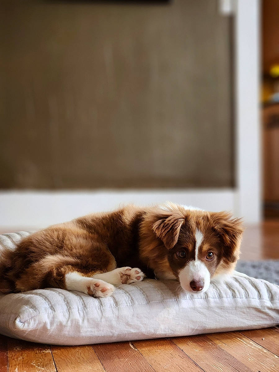 Tippi is registered to the contest to win money with this photo: bored, canidae, carnivore, comfort, companion_dog, dog, dog_breed, fawn, felidae, floor, flooring, fur, hardwood, liver, mammal, snout, sporting_group, tints_and_shades, whiskers, wood