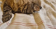 Mistou Bb a rejoint le concours — aidez-le/la à gagner de superbes lots ! cat, tabby, bed, blanket, striped, fur, sleeping, cozy, indoor, pet, resting, whiskers, paw, striped_fur, domestic_animal, feline, cute, relaxing, soft, warm