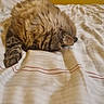 cat, tabby, bed, blanket, striped, fur, sleeping, cozy, indoor, pet, resting, whiskers, paw, striped_fur, domestic_animal, feline, cute, relaxing, soft, warm