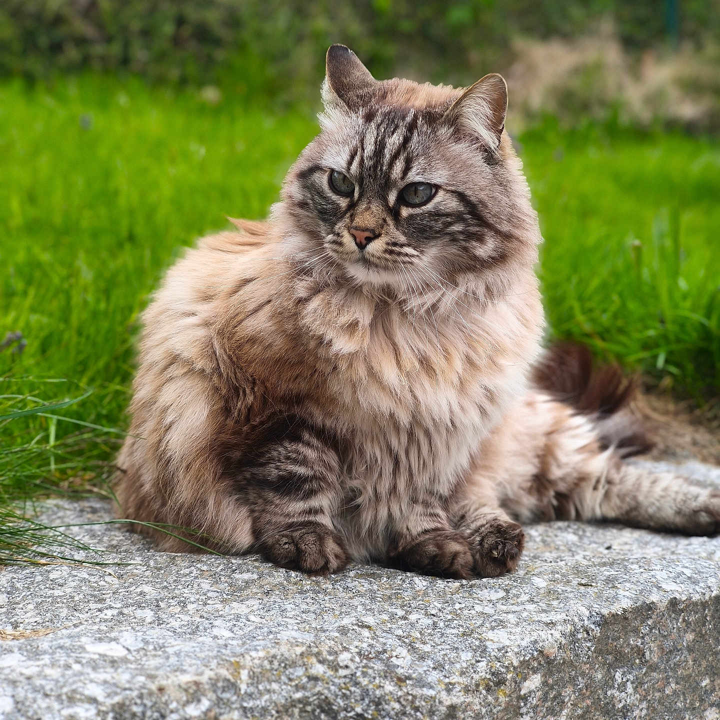 Mistou Bb a rejoint le concours — aidez-le/la à gagner de superbes lots ! cat, fluffy, outdoor, grass, stone, animal, pet, feline, nature, relaxed, portrait, greenery, sitting, whiskers, ears, fur, mammal, closeup, daylight, garden