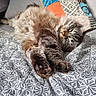 Mistou Bb participe au concours pour gagner de l'argent avec cette photo : cat, sleeping, fluffy, paws, quilt, patterned, couch, pillow, patchwork, cozy, indoor, relaxed, feline, home, resting, cute, pet, fur, comfort, napping