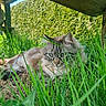 Mistou Bb a rejoint le concours — aidez-le/la à gagner de superbes lots ! cat, grass, outdoor, greenery, wooden_structure, hedge, nature, pet, feline, animal, relaxing, fur, closeup, daylight, garden, leaf, blades_of_grass, resting, eyes, summer