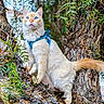 Mochie joined the competition — help win amazing prizes! alert, animal, bark, blue_eyes, branch, cat, climbing, curious, daylight, focus, fur, greenery, harness, nature, outdoor, pet, tail, tree, whiskers, wildlife