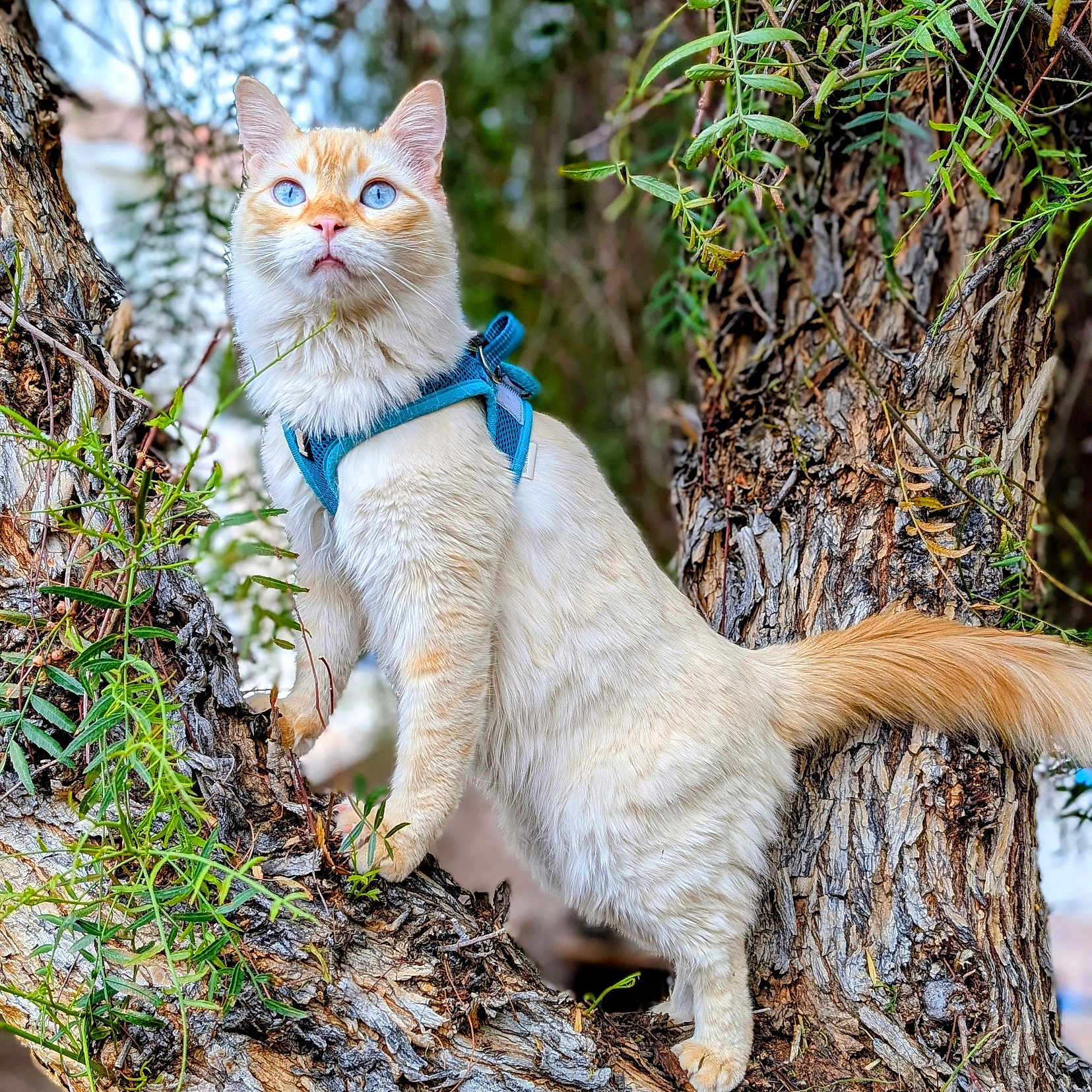 Mochie joined the competition — help win amazing prizes! alert, animal, bark, blue_eyes, branch, cat, climbing, curious, daylight, focus, fur, greenery, harness, nature, outdoor, pet, tail, tree, whiskers, wildlife