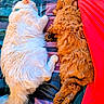 Mochie joined the competition — help win amazing prizes! animal, bed, blanket, cat, cozy, curly_hair, cute, dog, domestic, fluffy, friendship, fur, indoor, mammal, pet, pillow, relaxing, resting, side_by_side, sleeping