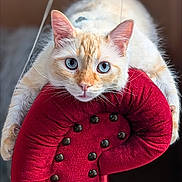 Mochie is registered to the contest to win money with this photo: animal, blue_eyes, cat, chair_backrest, close_up, cream_colored, curious, decorative_buttons, domestic_cat, feline, fur, indoor, looking_at_camera, paws, pet, plush_chair, red_chair, relaxed, soft_texture, whiskers