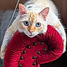 cat, blue_eyes, cream_colored, plush_chair, red_chair, decorative_buttons, indoor, pet, curious, close_up, feline, whiskers, paws, fur, animal, domestic_cat, looking_at_camera, soft_texture, chair_backrest, relaxed
