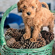 Cookie joined the competition — help win amazing prizes! adorable, animal, basket, brown, close_up, curious, cute, dog, fluffy, fur, indoor, pet, pine_cones, portrait, puppy, small, soft_focus, standing, wooden_table, young