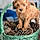Cookie