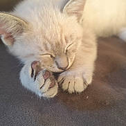 Shiro participe au concours pour gagner de l'argent avec cette photo : adorable, cat, closed_eyes, couch, cream_colored, curled_up, cute, ears, fluffy, indoor, kitten, nap, paw, pet, portrait, resting, sleeping, soft_texture, warm_lighting, whiskers
