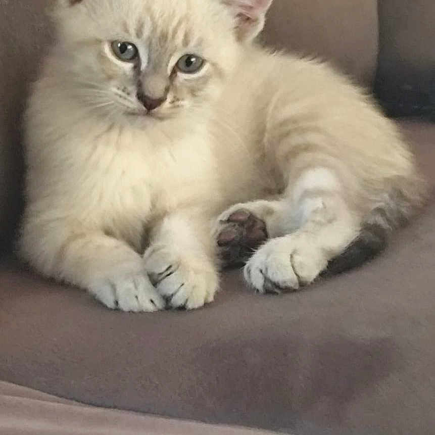 Shiro