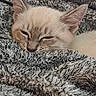 Shiro participe au concours pour gagner de l'argent avec cette photo : animal, blanket, blue_eyes, cat, close_up, cozy, cream_colored, cute, ears, fleece, indoors, kitten, pet, portrait, relaxed, resting, sleeping, sleepy, soft, whiskers