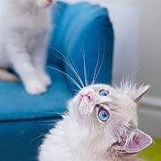 Yuki is registered to the contest to win money with this photo: cat, kitten, two_cats, white_fur, blue_eyes, fluffy, long_hair, pet, animal, cute, curious, portrait, close_up, indoor, blue_cushion, soft_focus, whiskers, pink_nose, sitting, playful