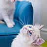 cat, kitten, two_cats, white_fur, blue_eyes, fluffy, long_hair, pet, animal, cute, curious, portrait, close_up, indoor, blue_cushion, soft_focus, whiskers, pink_nose, sitting, playful