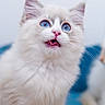 Yuki joined the competition — help win amazing prizes! cat, kitten, white_fur, fluffy, blue_eyes, open_mouth, pink_nose, pink_tongue, whiskers, ears, close_up, portrait, animal, pet, cute, surprised, funny_expression, sitting, blue_background, indoors