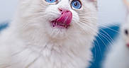 Yuki joined the competition — help win amazing prizes! cat, kitten, fluffy, longhaired, white_fur, blue_eyes, pink_nose, licking, tongue, whiskers, ears, close_up, portrait, pet, cute, feline, indoor, soft_focus, blue_background, grooming