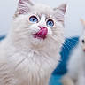cat, kitten, fluffy, longhaired, white_fur, blue_eyes, pink_nose, licking, tongue, whiskers, ears, close_up, portrait, pet, cute, feline, indoor, soft_focus, blue_background, grooming
