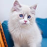Yuki joined the competition — help win amazing prizes! cat, kitten, white_fur, blue_eyes, fluffy, long_hair, pet, animal, portrait, sitting, indoors, blue_background, cushion, wooden_chair, whiskers, pink_nose, pointed_ears, adorable, close_up, photography