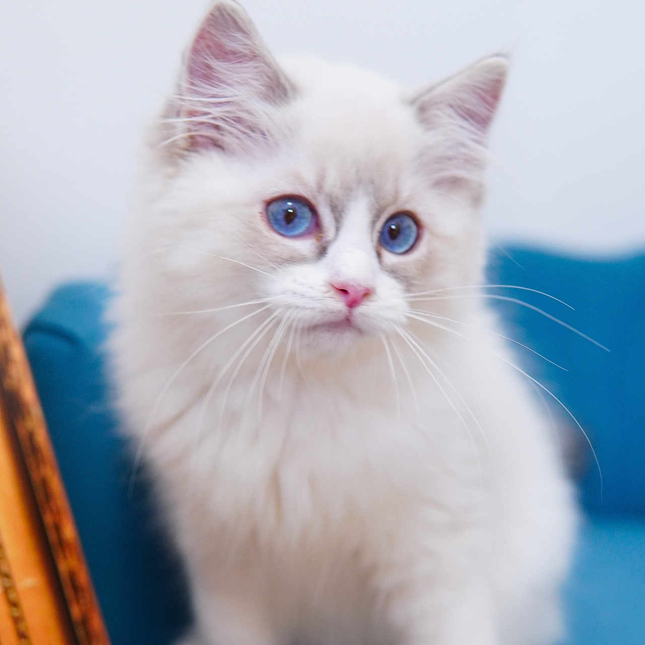 Yuki joined the competition — help win amazing prizes! cat, kitten, white_fur, blue_eyes, fluffy, long_hair, pet, animal, portrait, sitting, indoors, blue_background, cushion, wooden_chair, whiskers, pink_nose, pointed_ears, adorable, close_up, photography