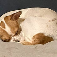 Tinker joined the competition — help win amazing prizes! bed, blanket, brown_and_white, canine, closed_eyes, cozy, curled_up, dog, floppy_ears, indoors, nap, peaceful, pet, pillow, relaxed, resting, sleeping, small_dog, snuggling, tail