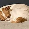 dog, sleeping, curled_up, brown_and_white, small_dog, bed, blanket, pillow, indoors, cozy, resting, relaxed, peaceful, pet, canine, closed_eyes, tail, floppy_ears, snuggling, nap