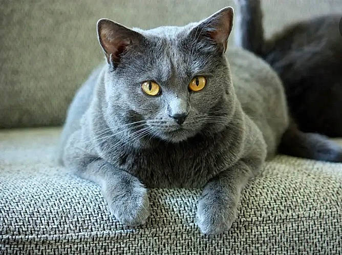 Mishka a rejoint le concours — aidez-le/la à gagner de superbes lots ! carnivore, cat, domestic_short_haired_cat, felidae, fur, grey, russian_blue, small_to_medium_sized_cats, snout, terrestrial_animal, whiskers