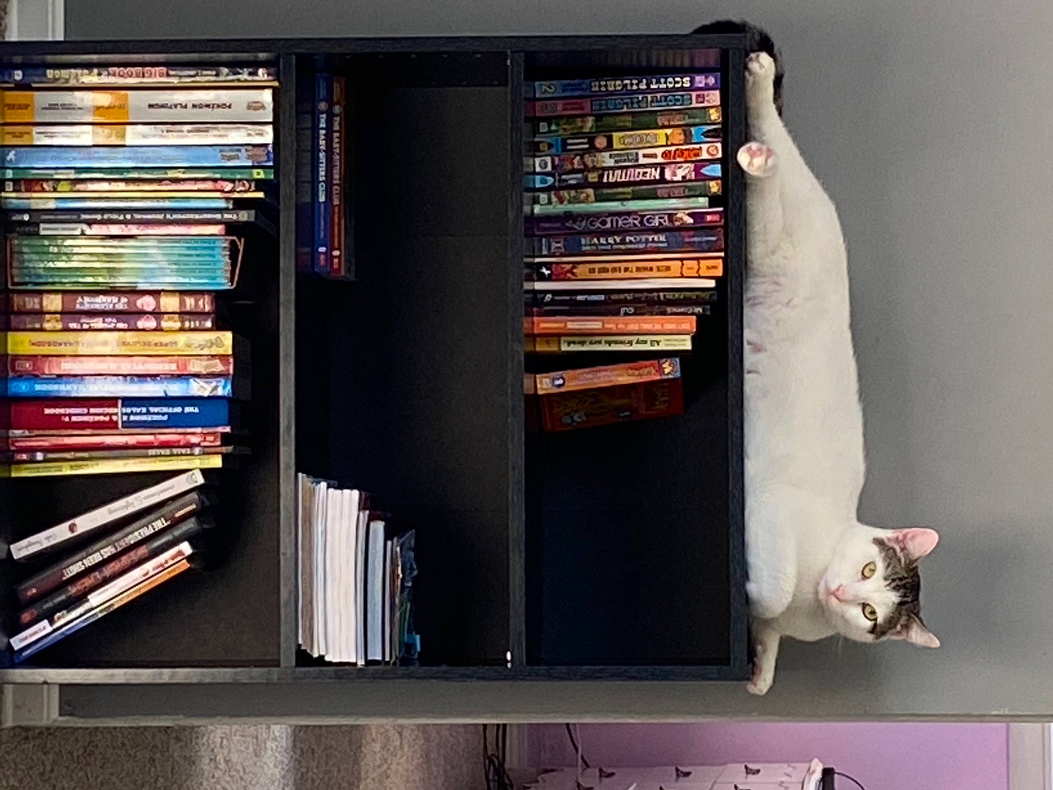 Machi joined the competition — help win amazing prizes! book, bookcase, furniture, publication, room, shelf, shelving