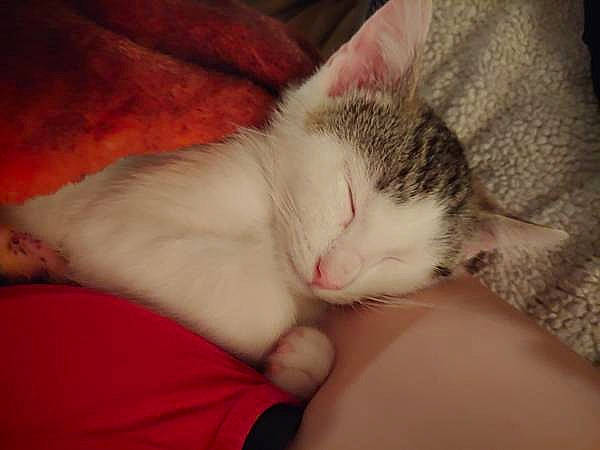 Machi joined the competition — help win amazing prizes! carnivore, cat, child, ear, european_shorthair, eye, felidae, fur, kitten, leg, nap, nose, paw, polydactyl_cat, skin, sleep, small_to_medium_sized_cats, tail, turkish_van, whiskers