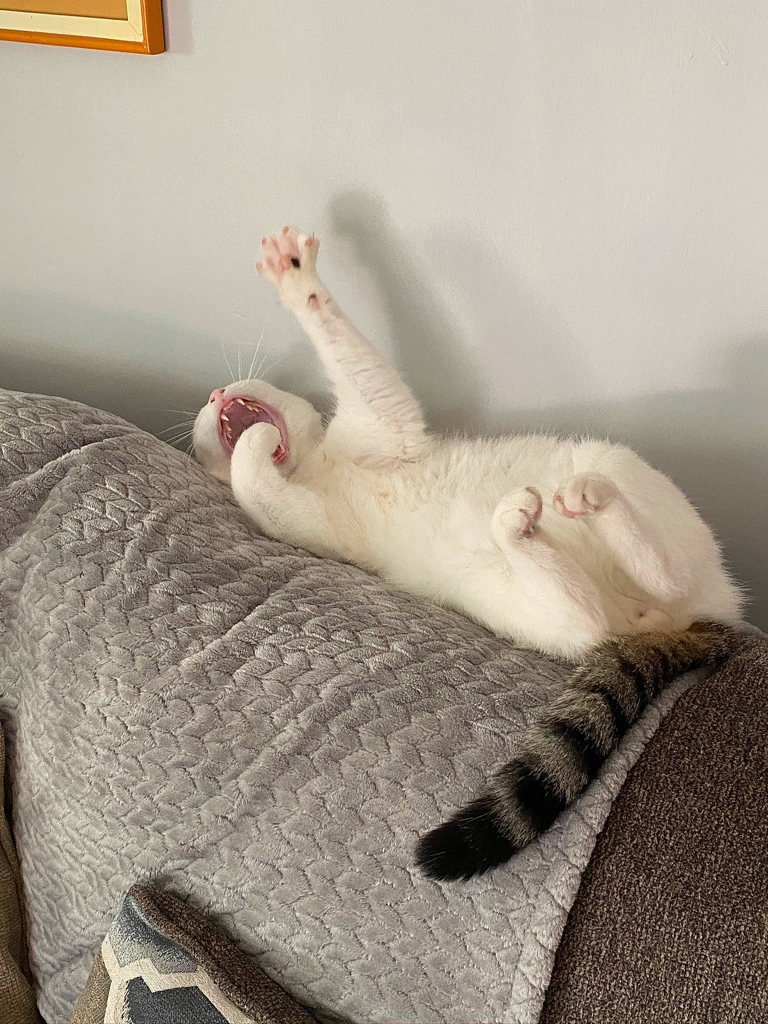 Machi is registered to the contest to win money with this photo: bed_sheet, carnivore, cat, comfort, fawn, felidae, fur, furniture, paw, room, small_to_medium_sized_cats, tail, whiskers