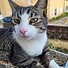 Chance a rejoint le concours — aidez-le/la à gagner de superbes lots ! cat, tabby_cat, white_fur, close_up, outdoor, planter_box, grass, whiskers, relaxed, animal, pet, feline, urban, building, background, yellow_wall, car, nature, daylight, portrait