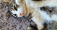 Chance participe au concours pour gagner de l'argent avec cette photo : cat, tabby_cat, pet, animal, feline, paw, fur, lying_down, carpet, texture, playful, cute, whiskers, indoor, relaxed, soft_light, close_up, resting, domestic_animal, cozy