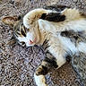 cat, tabby_cat, pet, animal, feline, paw, fur, lying_down, carpet, texture, playful, cute, whiskers, indoor, relaxed, soft_light, close_up, resting, domestic_animal, cozy