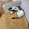 cat, stretching, wicker_chair, woven_mat, terracotta_tiles, indoor, pet, relaxed, cute, feline, fur, paws, tail, whiskers, resting, home, cozy, curious, playful, comfortable