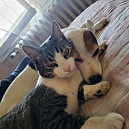 Chance a rejoint le concours — aidez-le/la à gagner de superbes lots ! cat, dog, bed, snuggle, indoor, window, radiator, resting, pet, fur, cozy, companion, animal, friendship, domestic, cute, relaxed, sleepy, cuddle, comfort